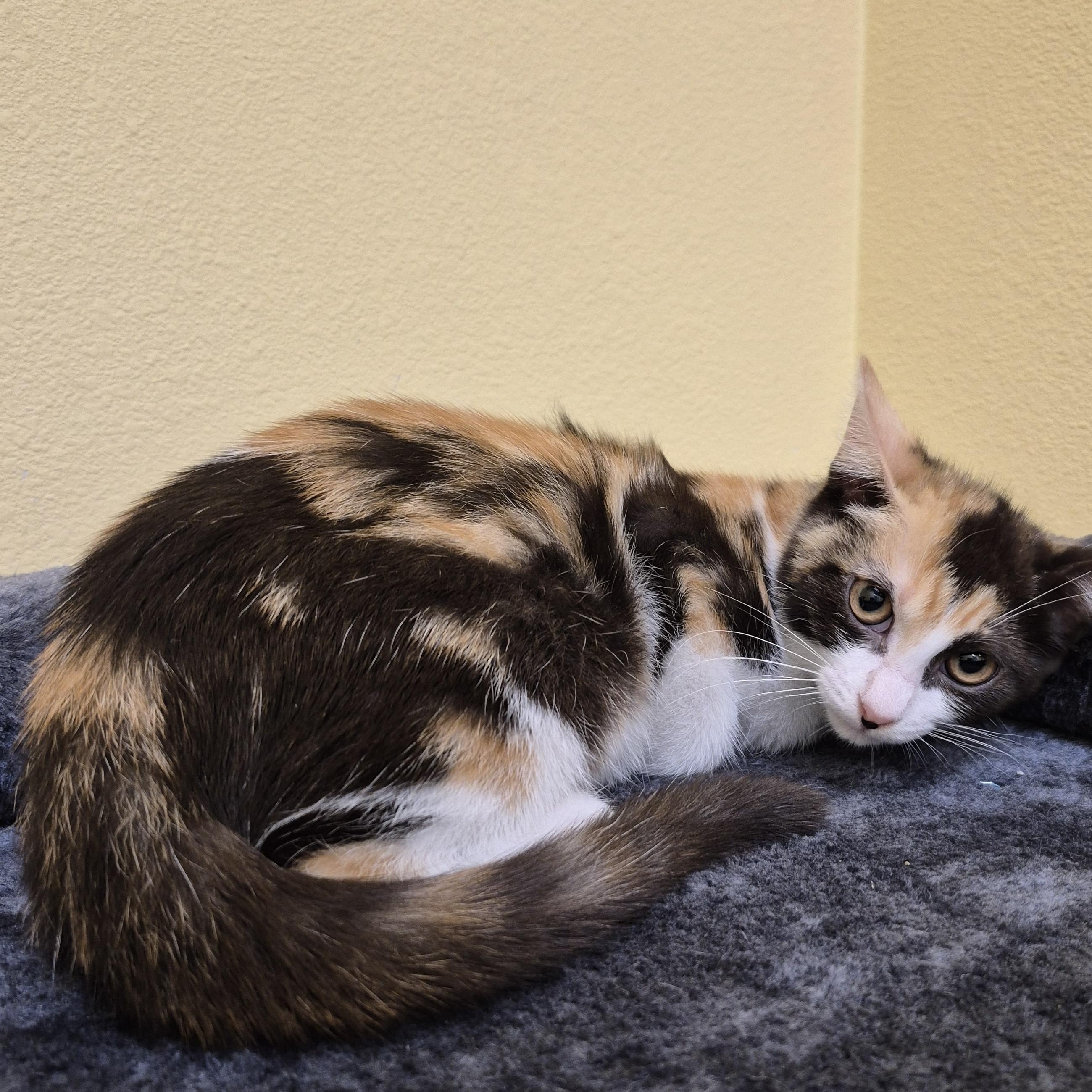 Ladybug, an adopted Domestic Short Hair in Schertz, TX image 3/3