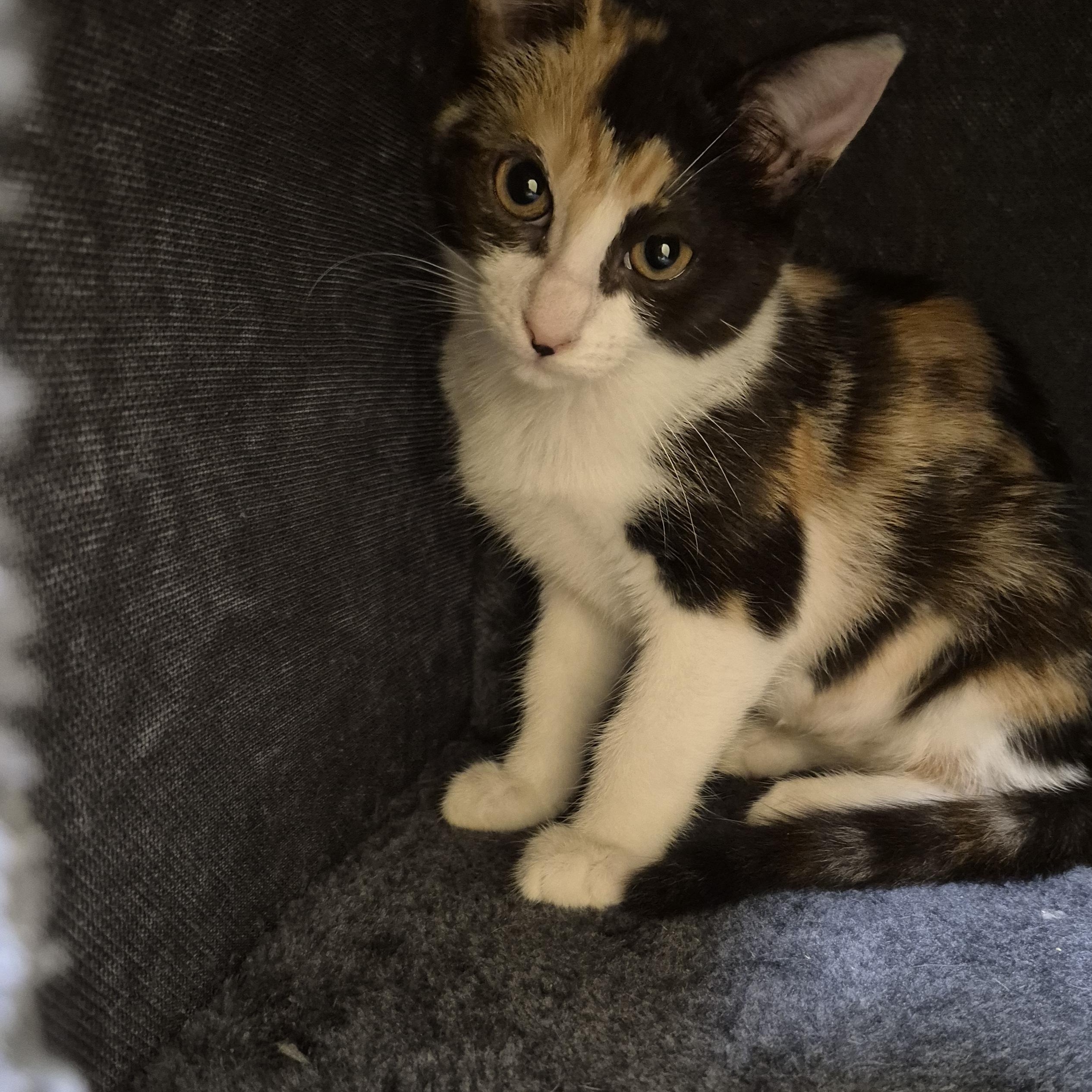 Ladybug, adopted, Young Female Domestic Short Hair.