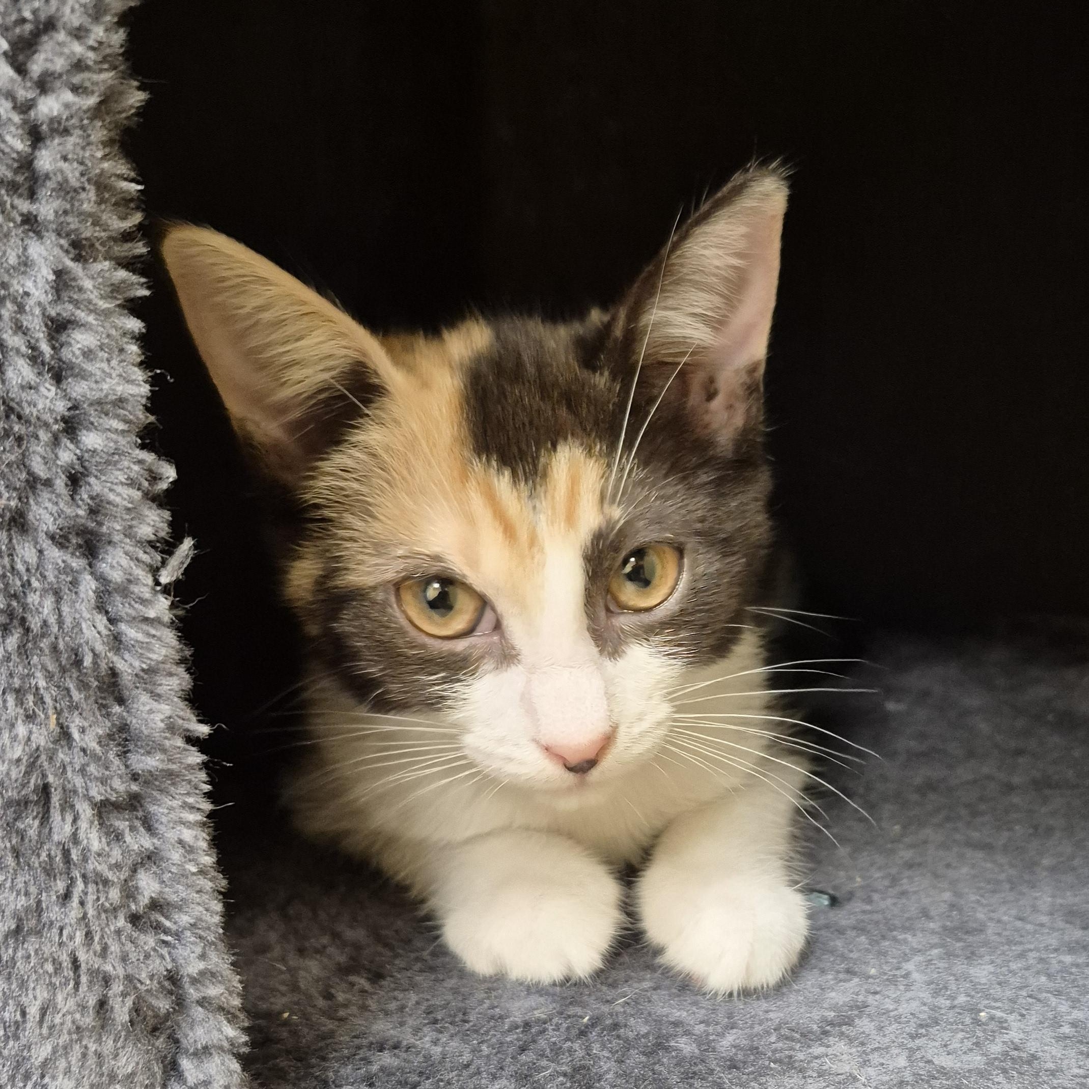Ladybug, an adopted Domestic Short Hair in Schertz, TX image 2/3