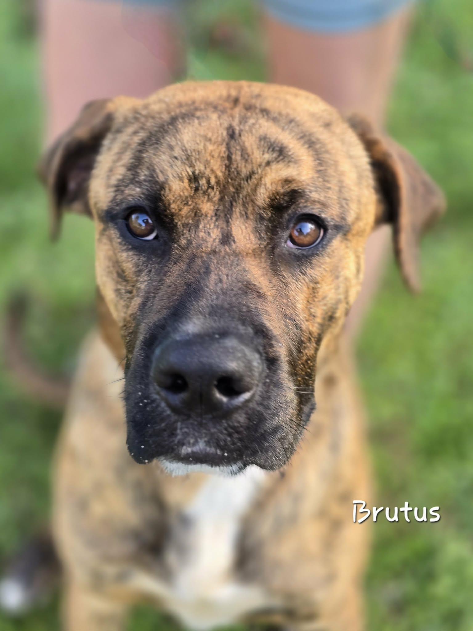 Enlarge Brutus, a ADOPTABLE mixed breed in Bishop, GA image 2/6