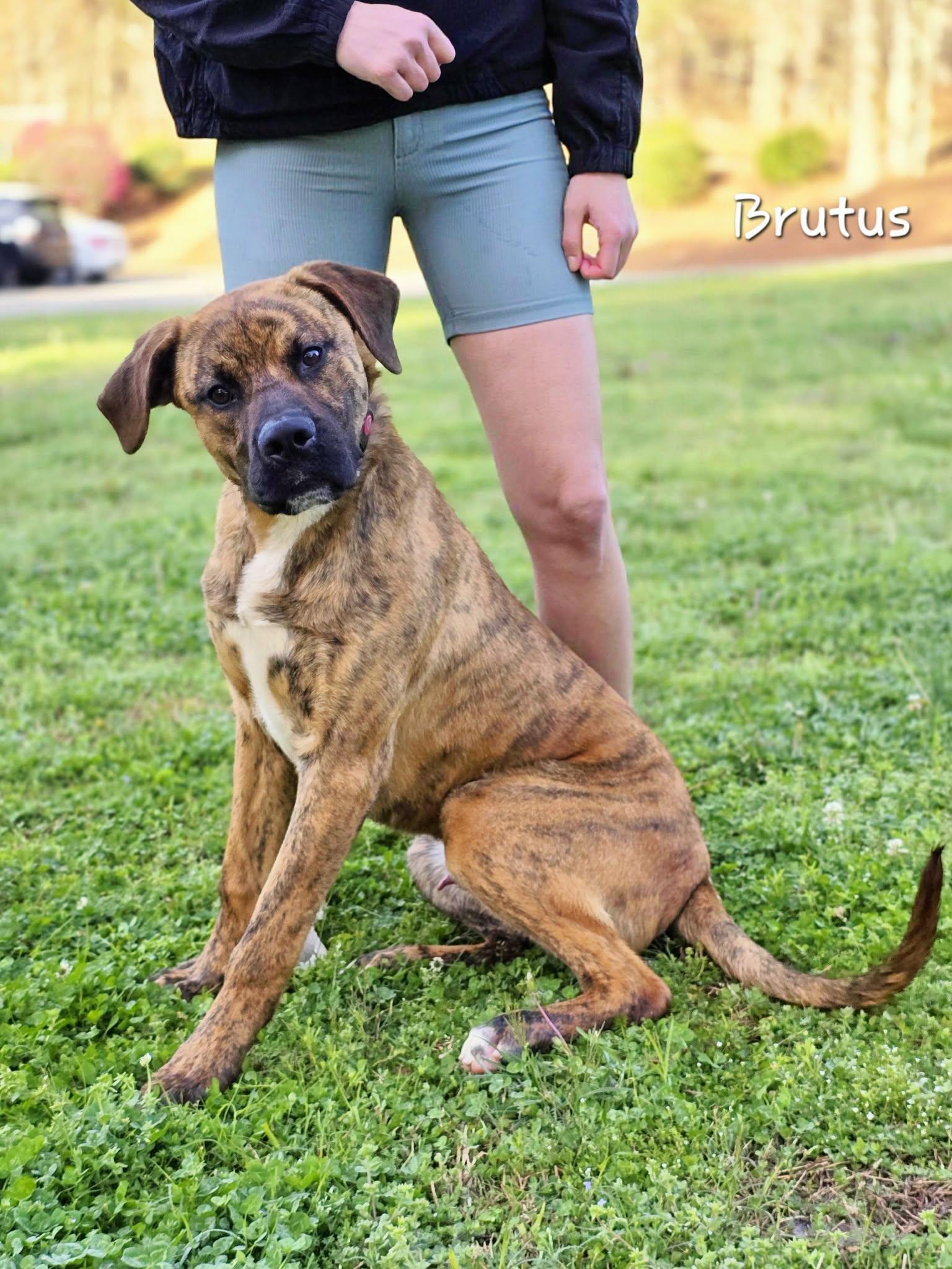Enlarge Brutus, a ADOPTABLE mixed breed in Bishop, GA image 5/6