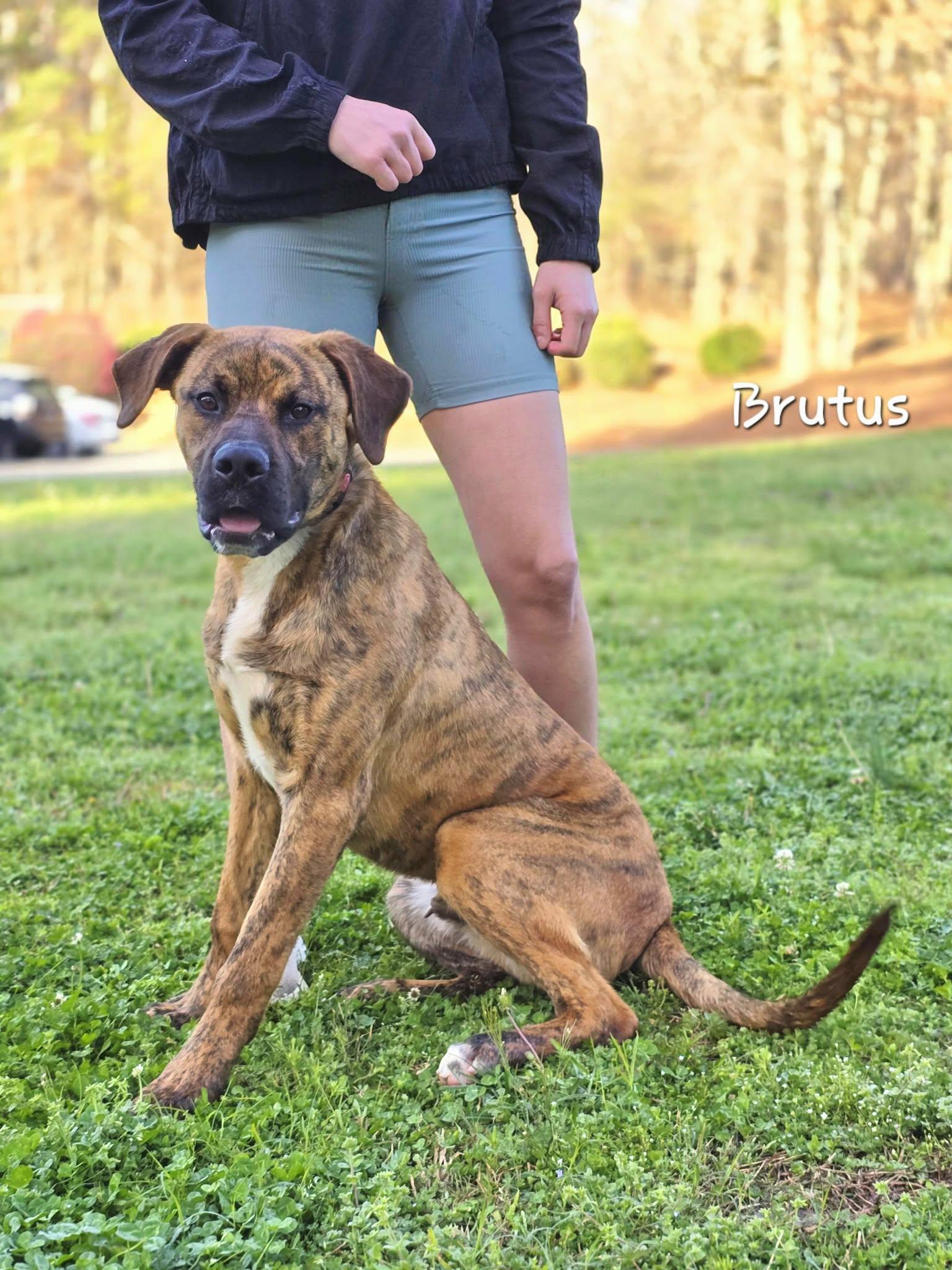 Enlarge Brutus, a ADOPTABLE mixed breed in Bishop, GA image 3/6