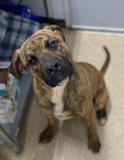 Enlarge Brutus, a ADOPTABLE mixed breed in Bishop, GA image 6/6