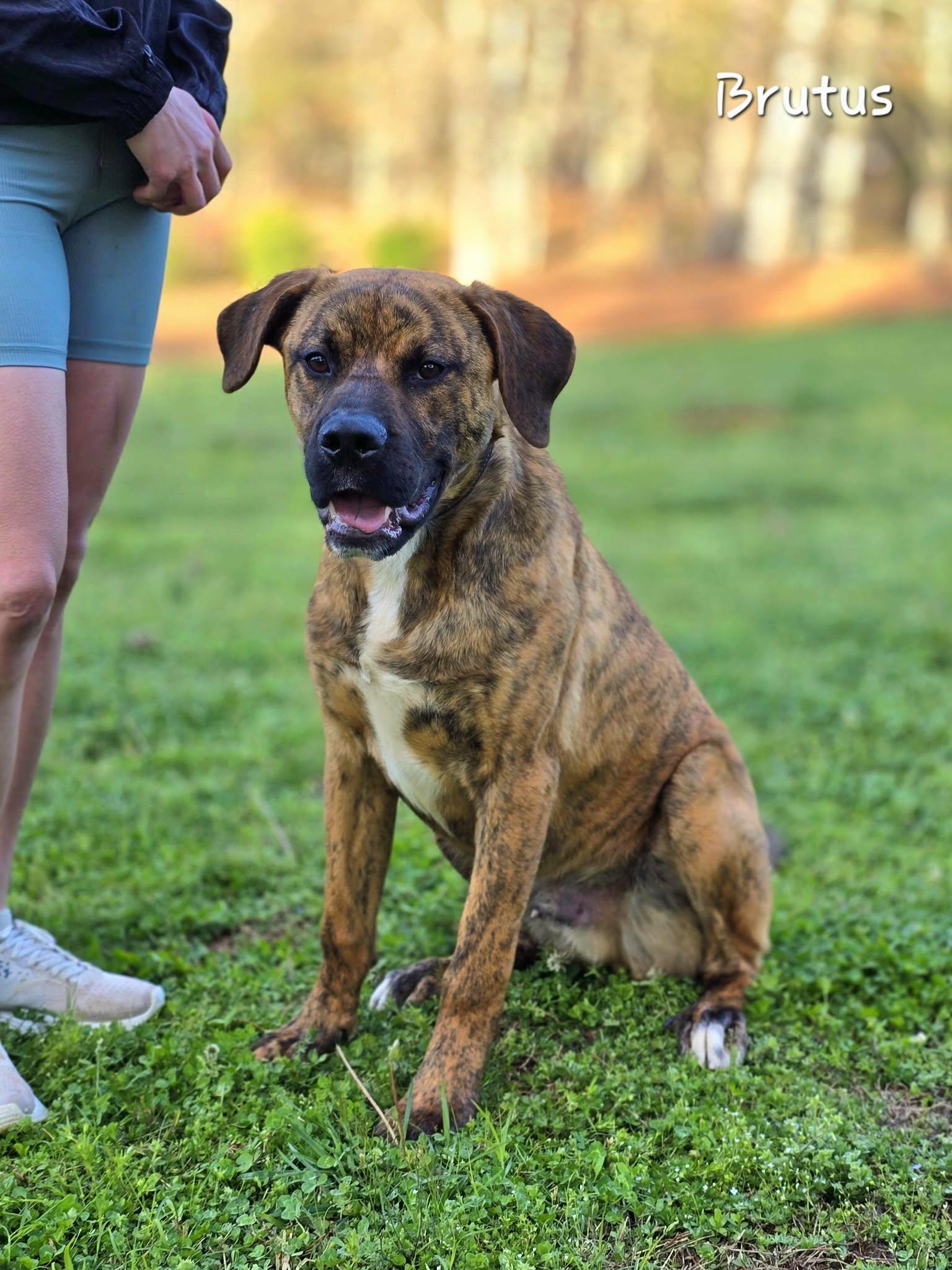 Enlarge Brutus, a ADOPTABLE mixed breed in Bishop, GA image 4/6