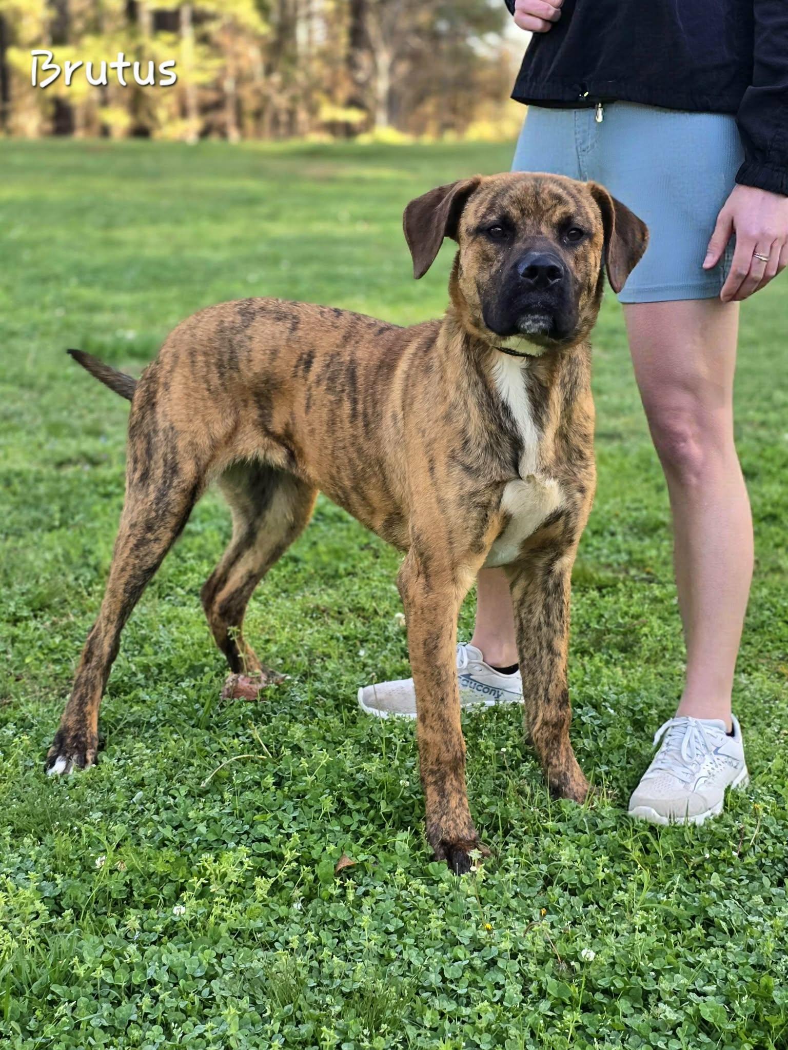Enlarge Brutus, a ADOPTABLE mixed breed in Bishop, GA image 1/6