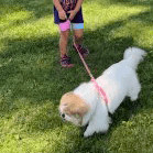 Penny has been adopted!, Adoptable, Senior Female Pekingese.