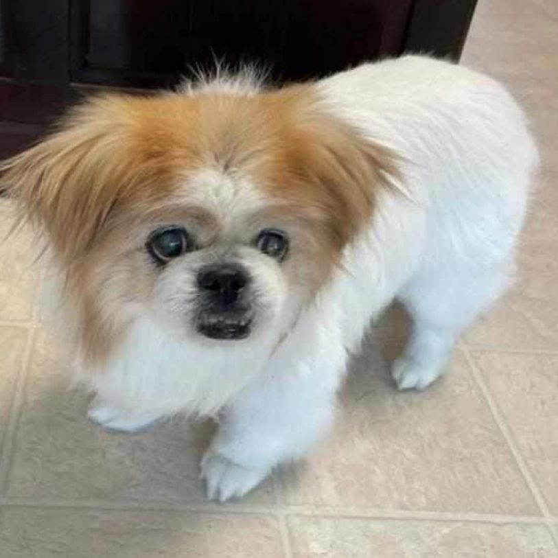Enlarge Penny has been adopted!, a Adoptable Pekingese in Hillsdale, NJ image 2/5