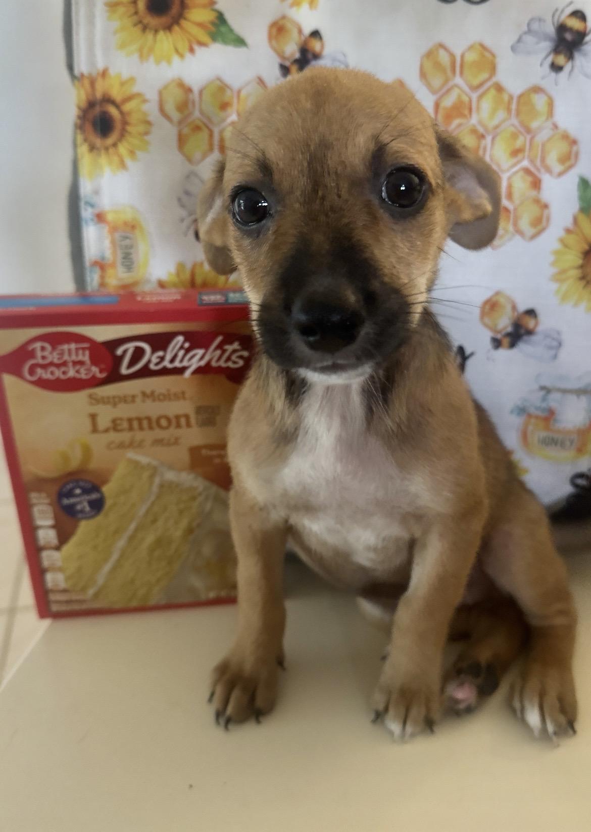 Enlarge Hero, a ADOPTABLE mixed breed in Virginia Beach, VA image 1/1