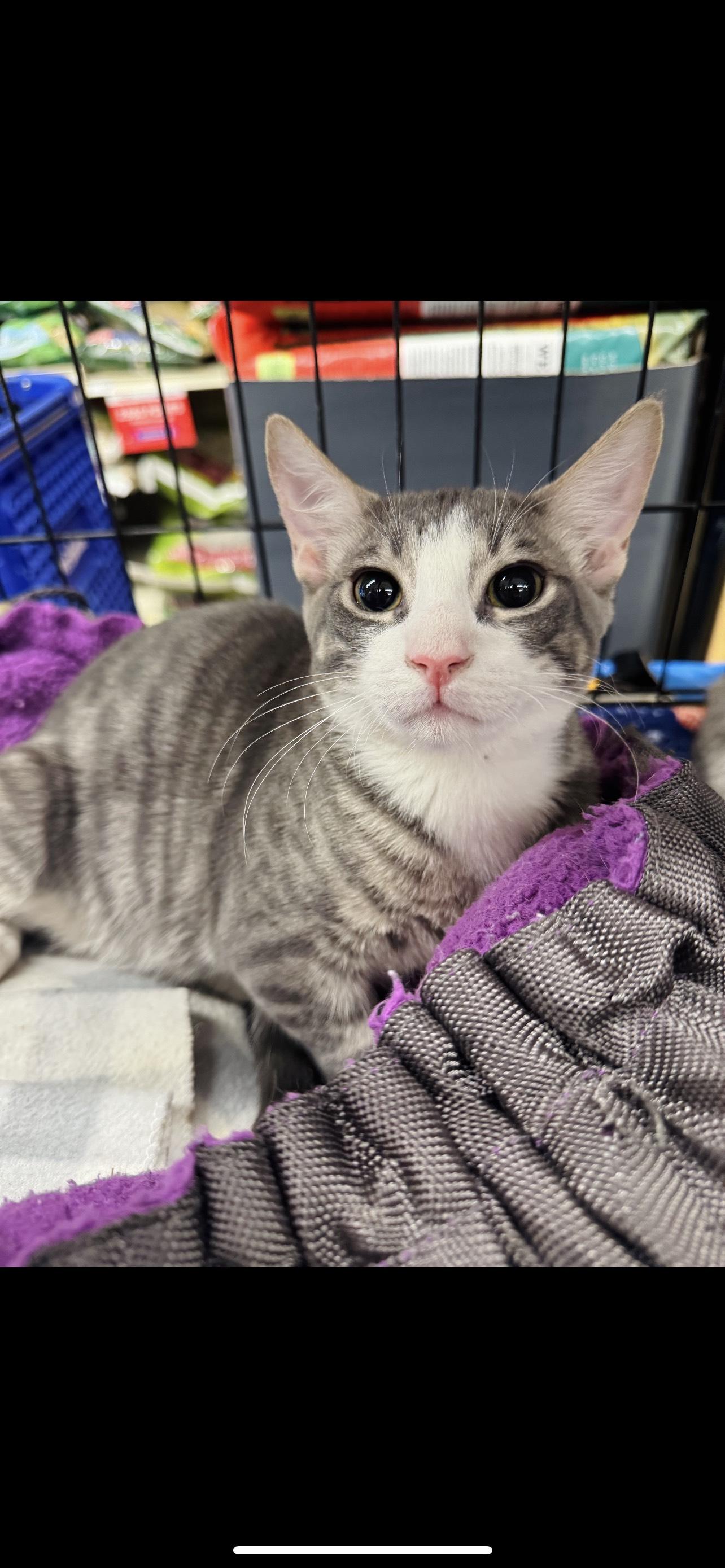 Wyatt, a Adopted Domestic Short Hair in Arlington, TX image 1/3