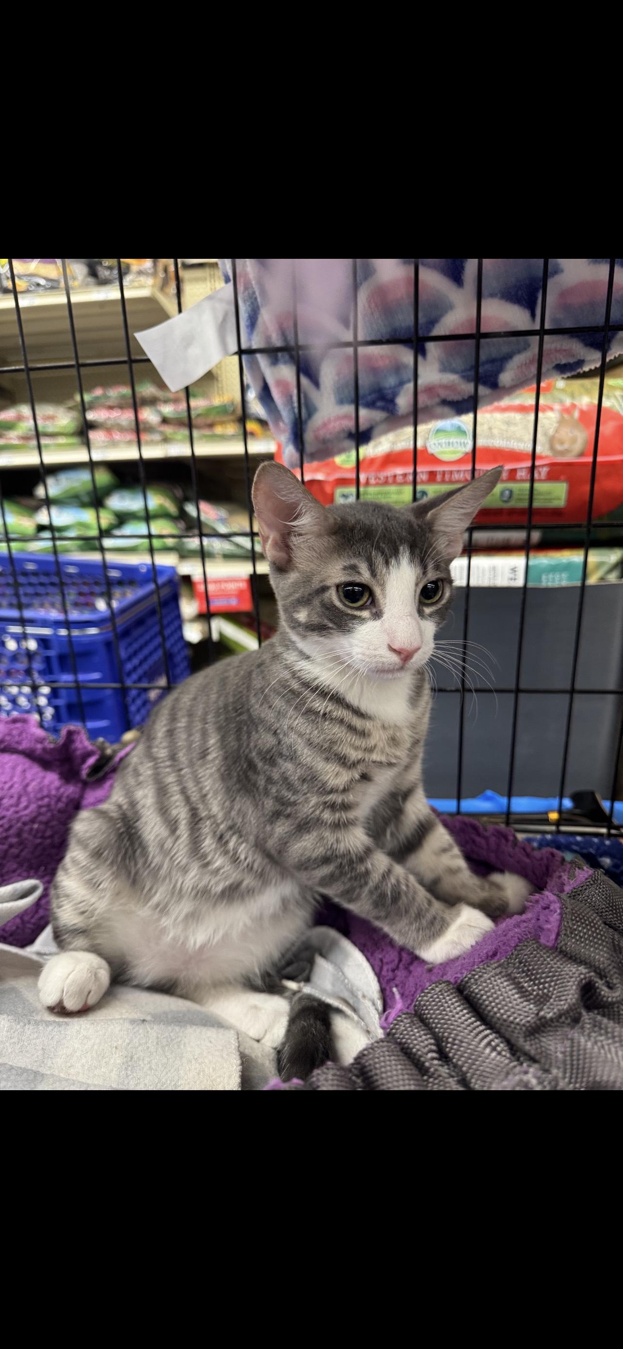 Wyatt, a Adopted Domestic Short Hair in Arlington, TX image 2/3