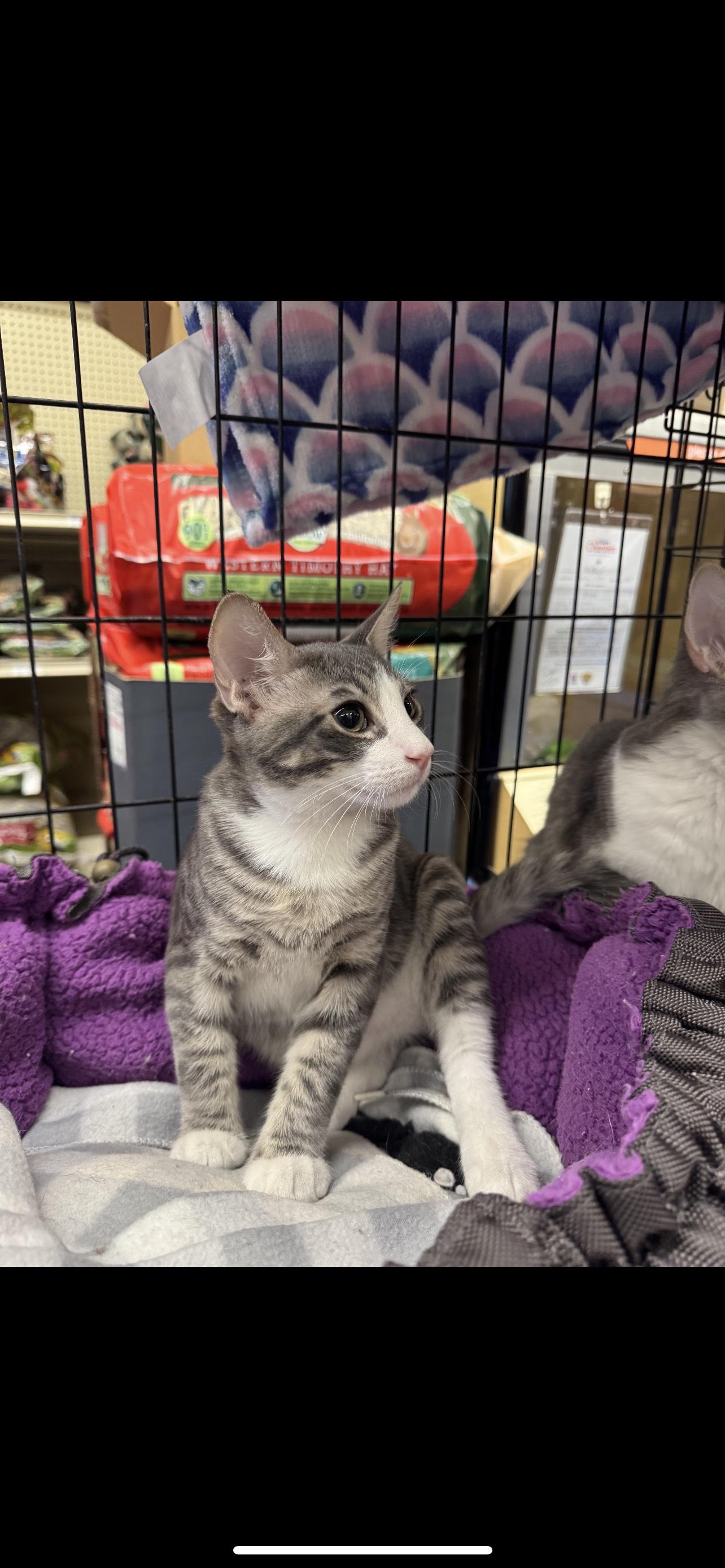 Wyatt, a Adopted Domestic Short Hair in Arlington, TX image 3/3