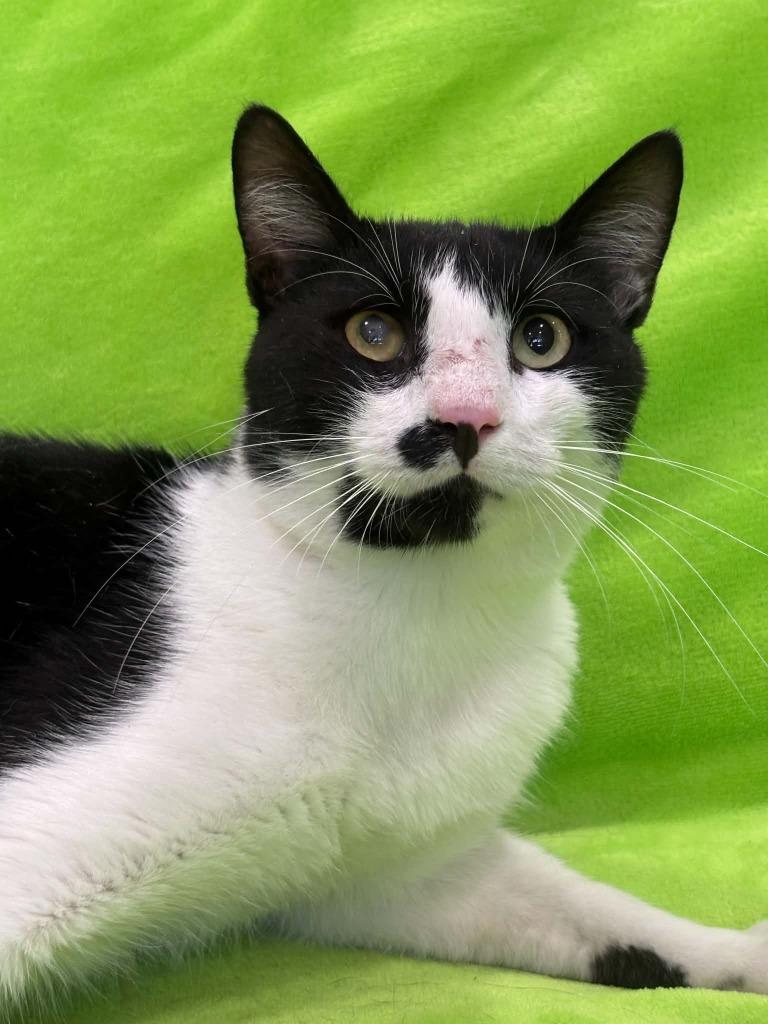 CeCe, Adoptable, Young Male Domestic Short Hair.
