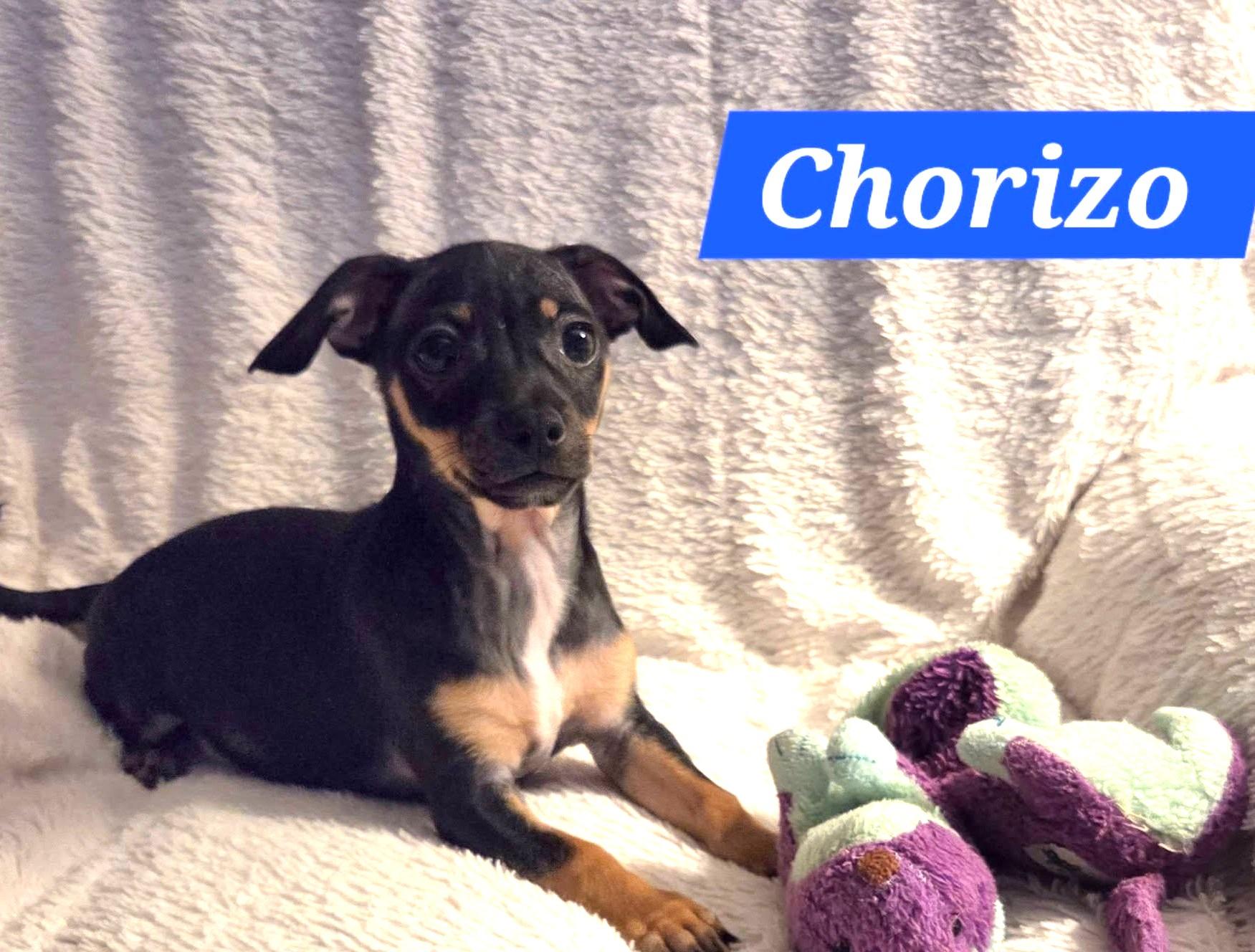 Enlarge Chorizo, a Adoptable mixed breed in Oakdale, CA image 1/1