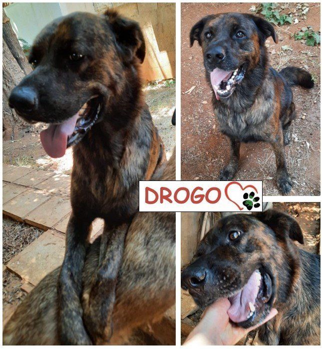 Enlarge Drogo, a Adoptable Tennessee Treeing Brindle in Etobicoke, ON image 1/1