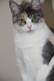 Andy and Leah, a Adoptable mixed breed in Fredericton, NB image 1/8