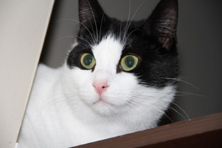 Andy and Leah, a Adoptable mixed breed in Fredericton, NB image 2/8