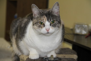 Andy and Leah, a Adoptable mixed breed in Fredericton, NB image 3/8