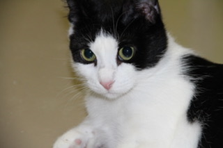 Andy and Leah, a Adoptable mixed breed in Fredericton, NB image 4/8
