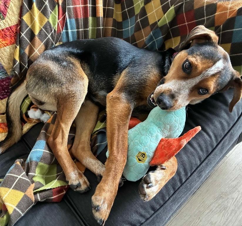 Dexter, Adoptable, Young Male Australian Cattle Dog / Blue Heeler & Hound.