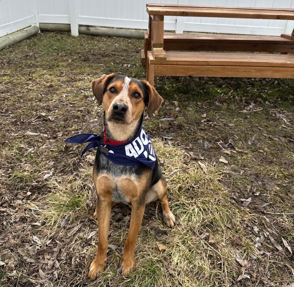 Enlarge Dexter, a Adoptable mixed breed in Logan, UT image 1/4