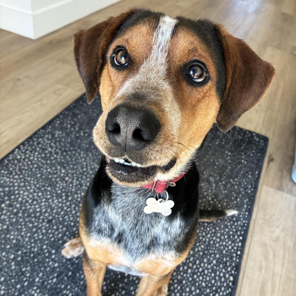 Enlarge Dexter, a Adoptable mixed breed in Logan, UT image 2/4