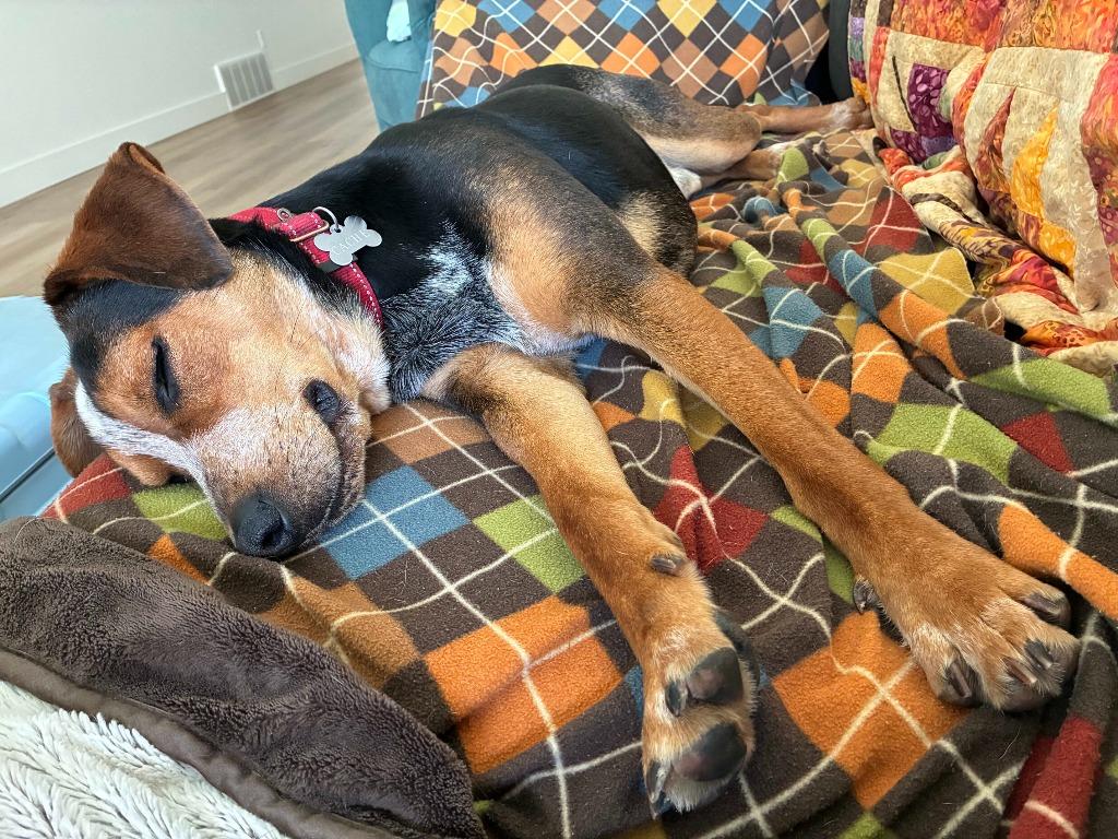 Enlarge Dexter, a Adoptable mixed breed in Logan, UT image 3/4