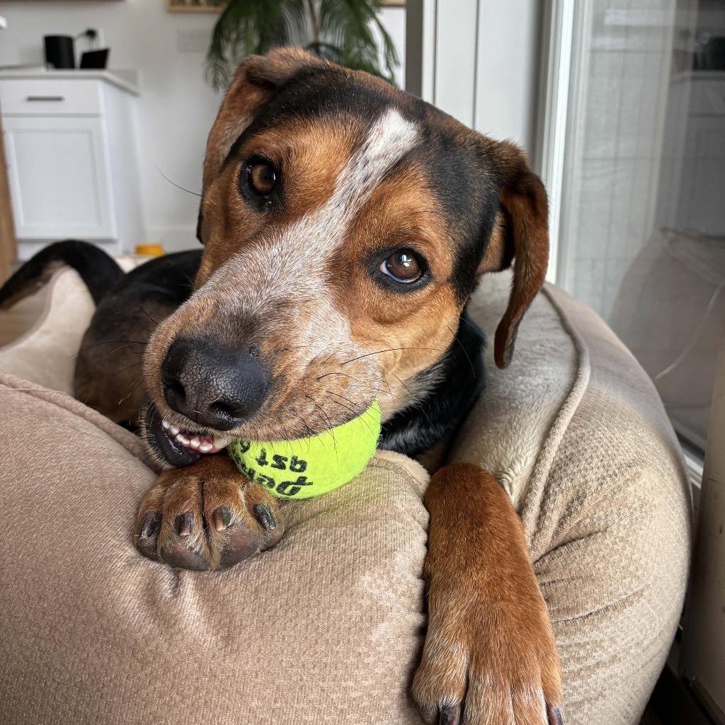 Enlarge Dexter, a Adoptable mixed breed in Logan, UT image 4/4