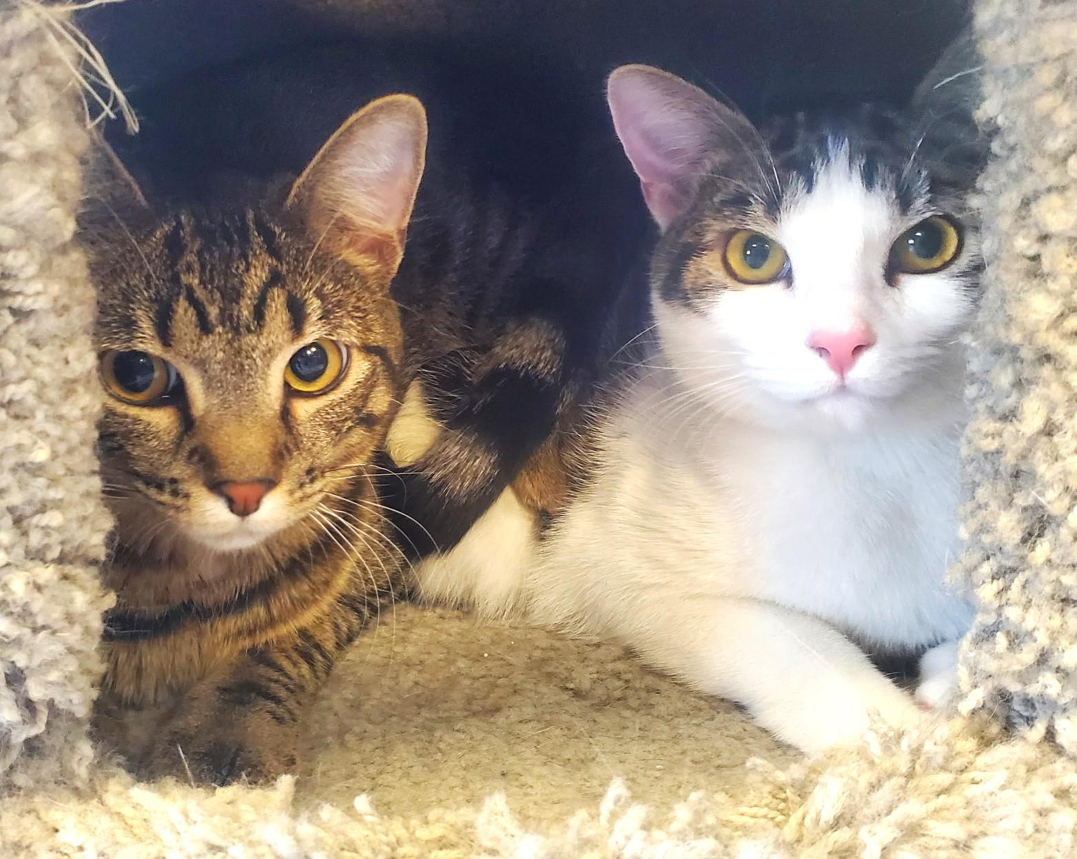 Jesse and Jules, adopted, Adult Female Domestic Short Hair.