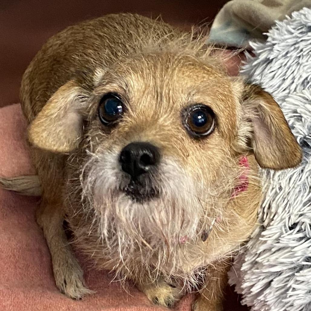 Enlarge Sister, a Adoptable Wirehaired Terrier in Pagosa Springs, CO image 1/1