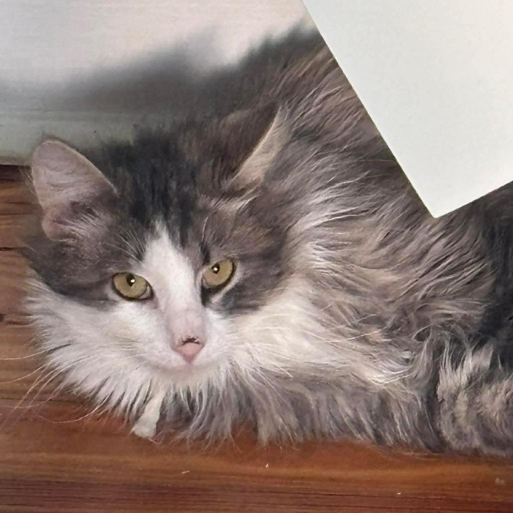 Snickers 4, a Adoptable Domestic Long Hair in Winchester, VA image 1/5