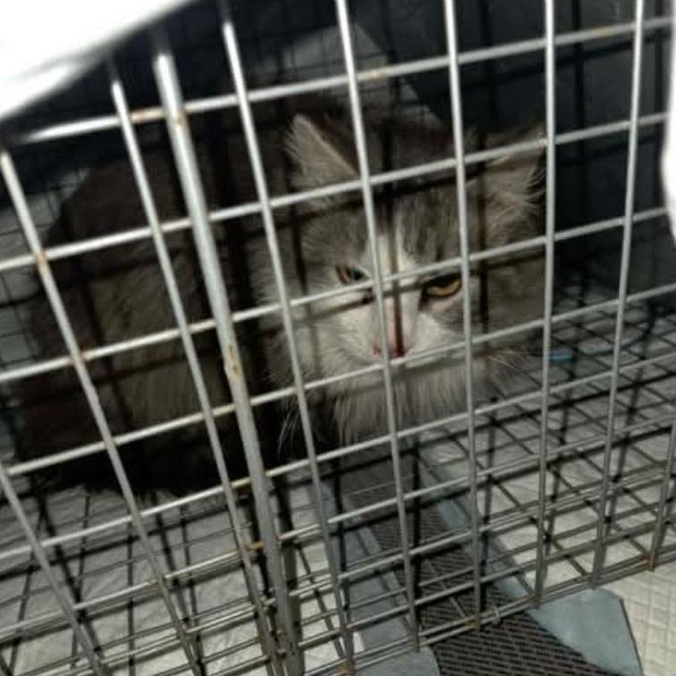 Snickers 4, Adoptable, Adult Female Domestic Long Hair.