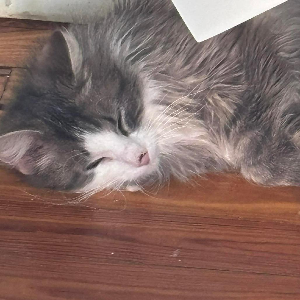 Snickers 4, a Adoptable Domestic Long Hair in Winchester, VA image 3/5