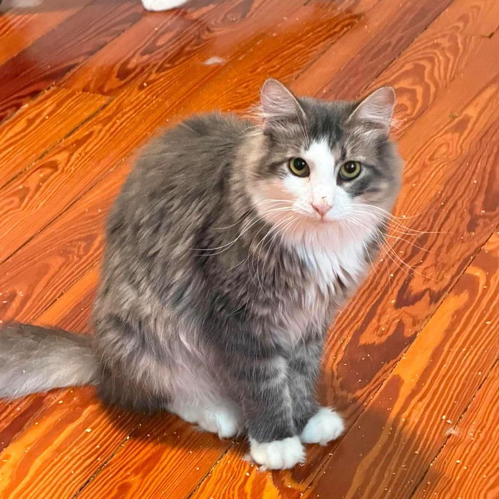 Enlarge Snickers 4, a Adoptable Domestic Long Hair in Winchester, VA image 4/6