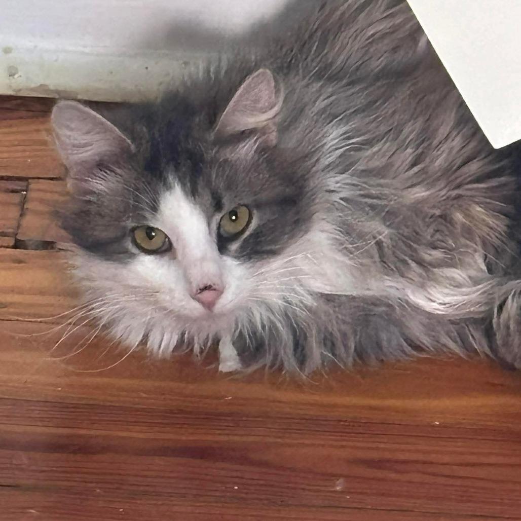 Snickers 4, a Adoptable Domestic Long Hair in Winchester, VA image 4/5