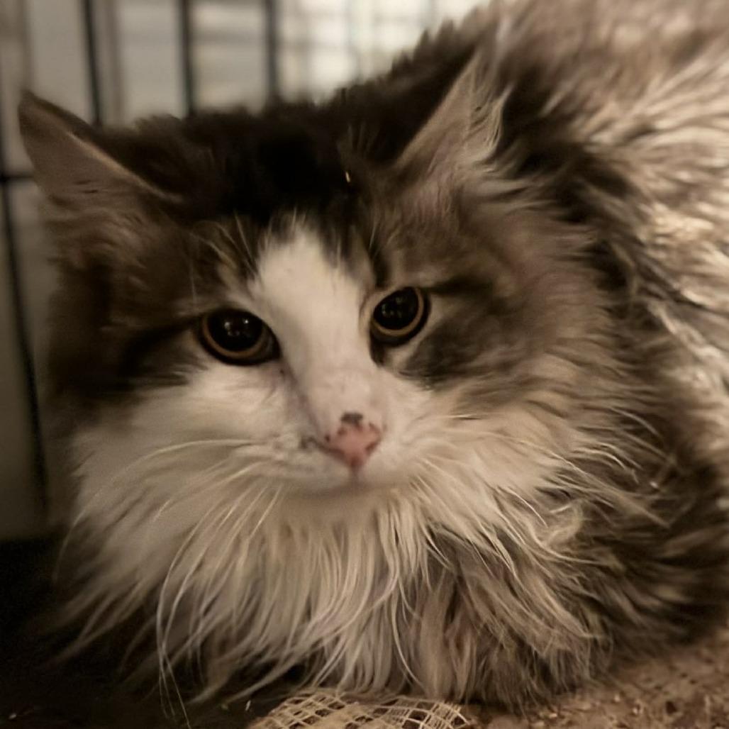 Snickers 4, Adoptable, Adult Female Domestic Long Hair.