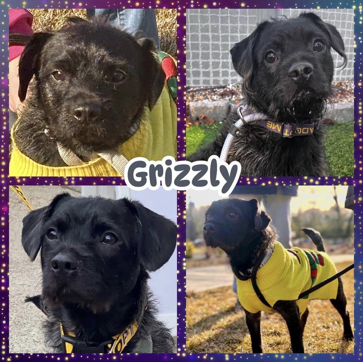 Grizzly, Adoptable, Young Male Border Terrier & Miniature Schnauzer.