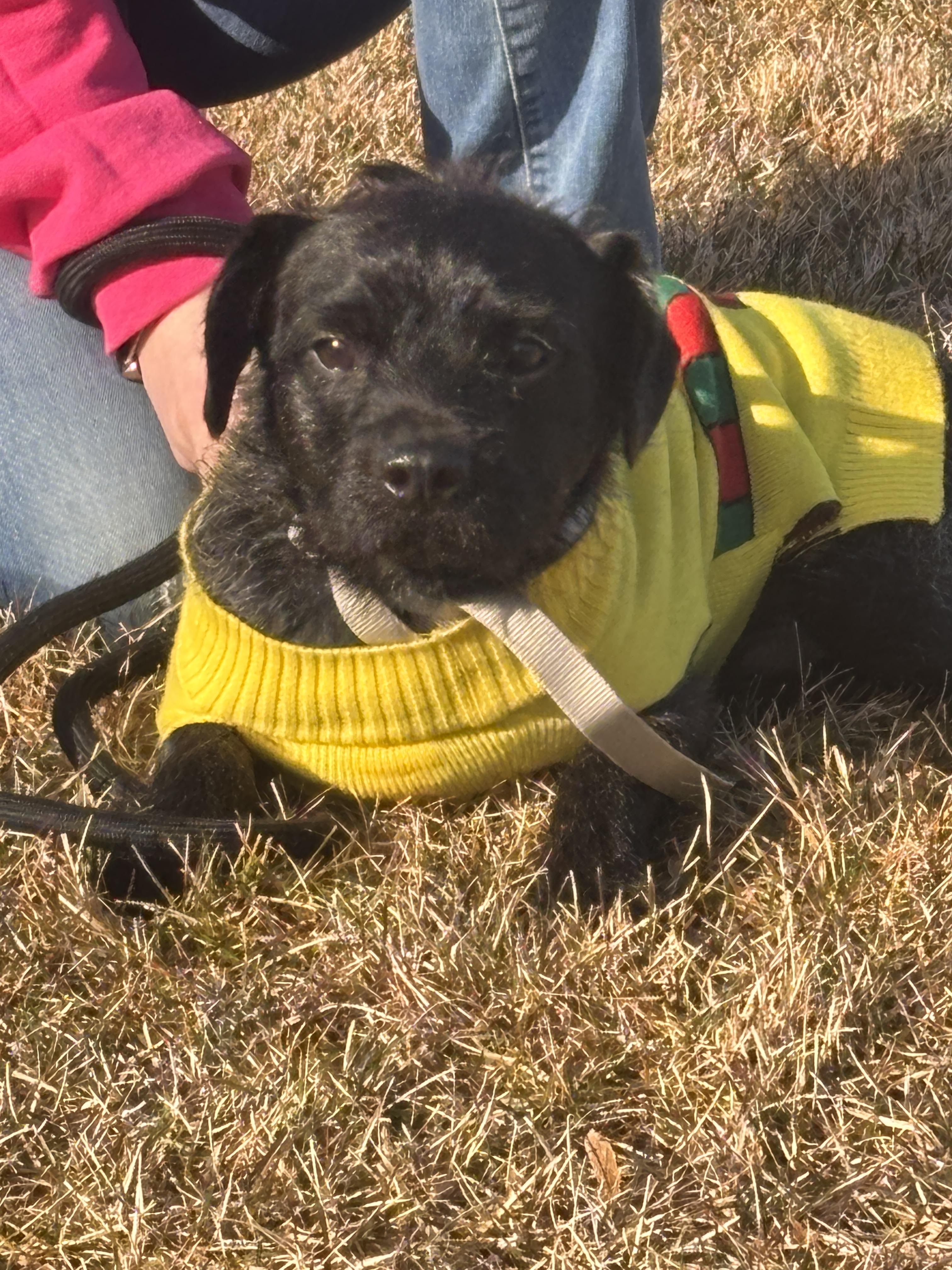 Enlarge Grizzly, a Adoptable mixed breed in Ringwood, NJ image 3/4