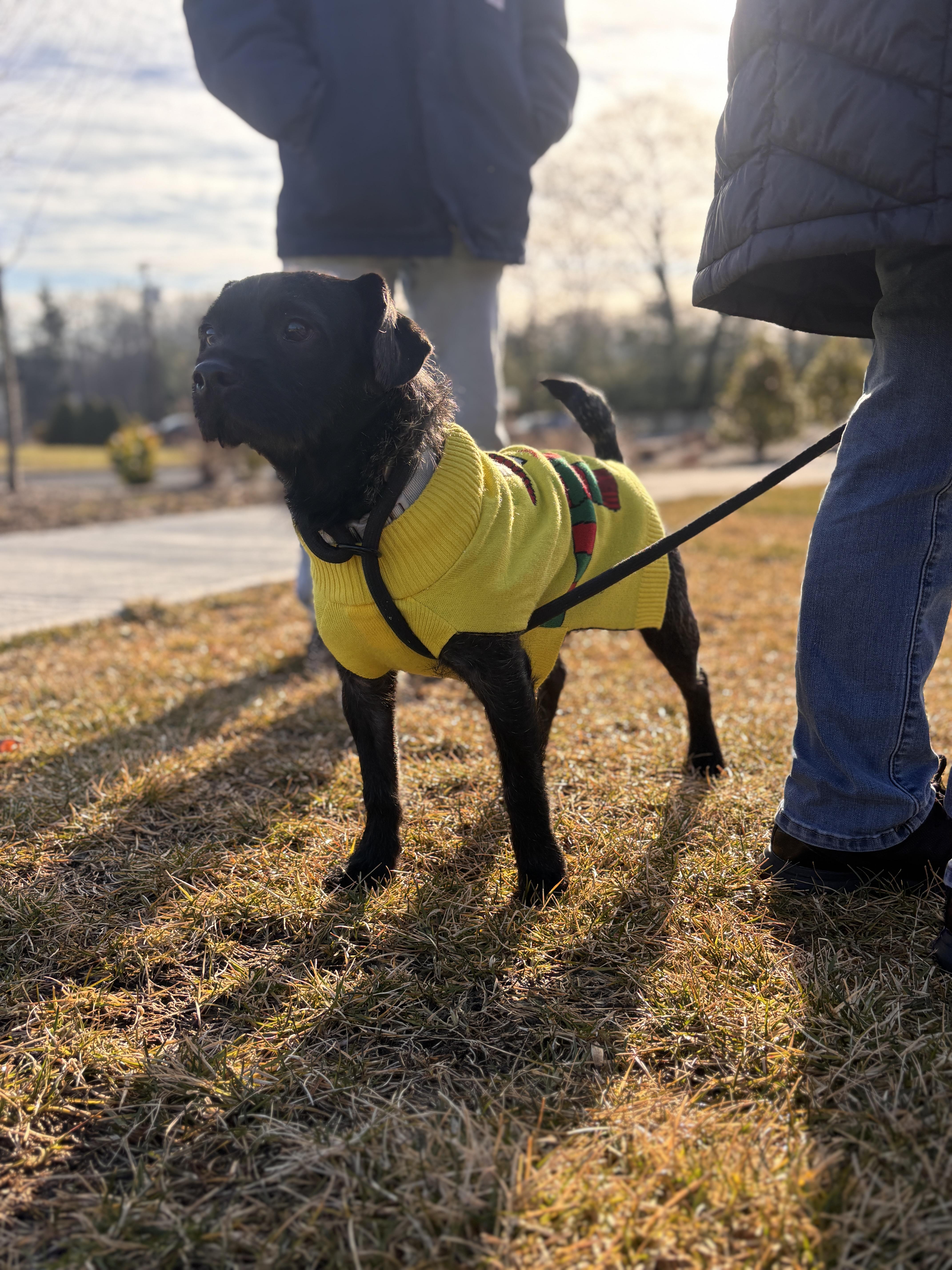 Enlarge Grizzly, a Adoptable mixed breed in Ringwood, NJ image 2/4