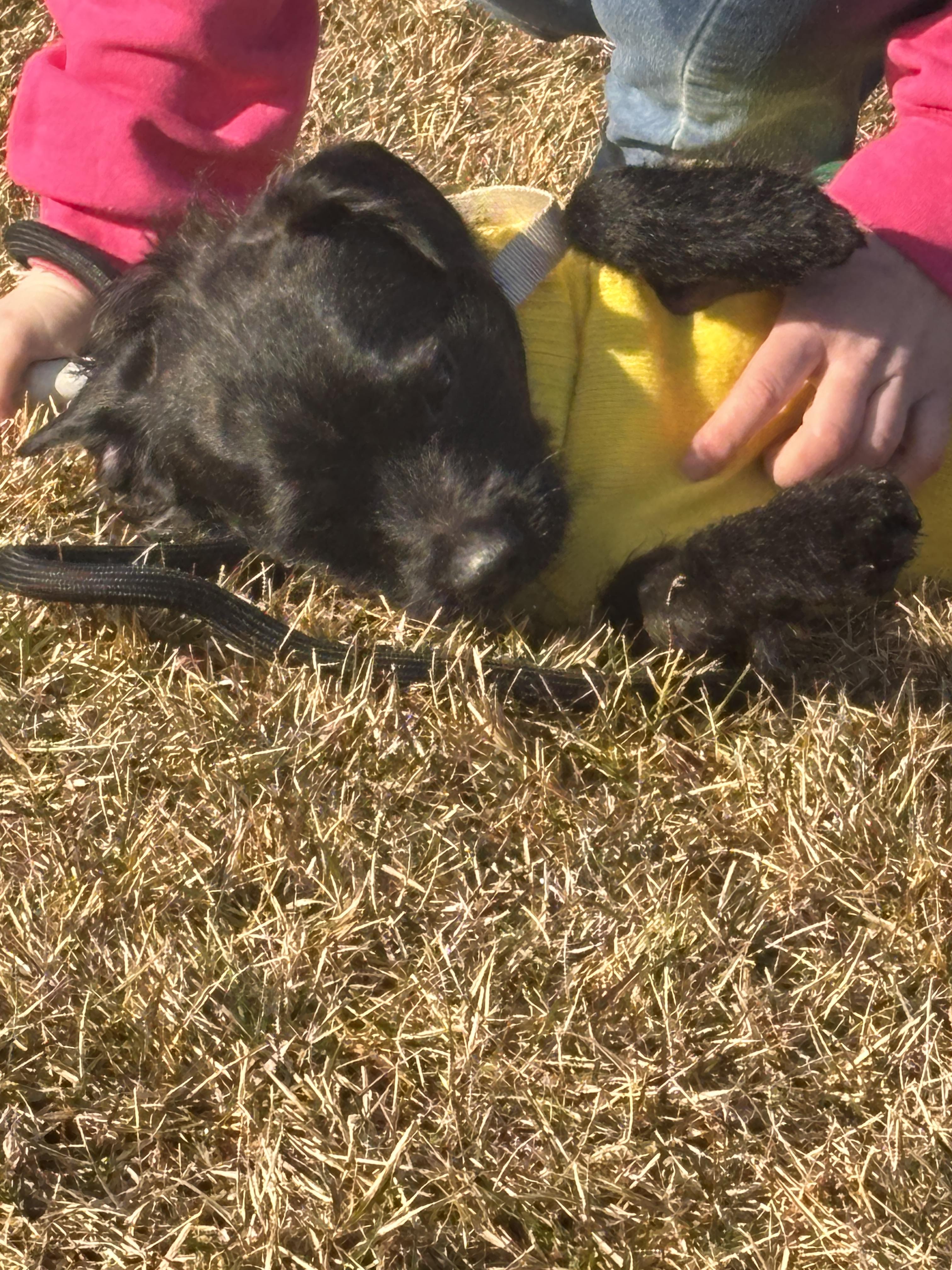 Enlarge Grizzly, a Adoptable mixed breed in Ringwood, NJ image 4/4
