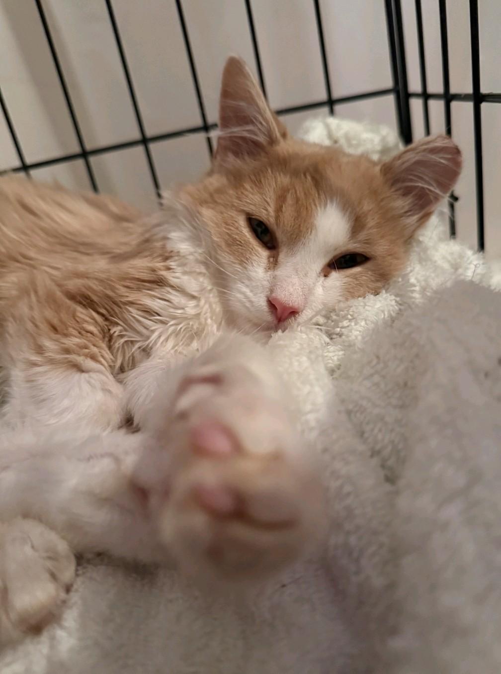 Enlarge Sully, a Adoptable Domestic Medium Hair in Reno, NV image 1/2