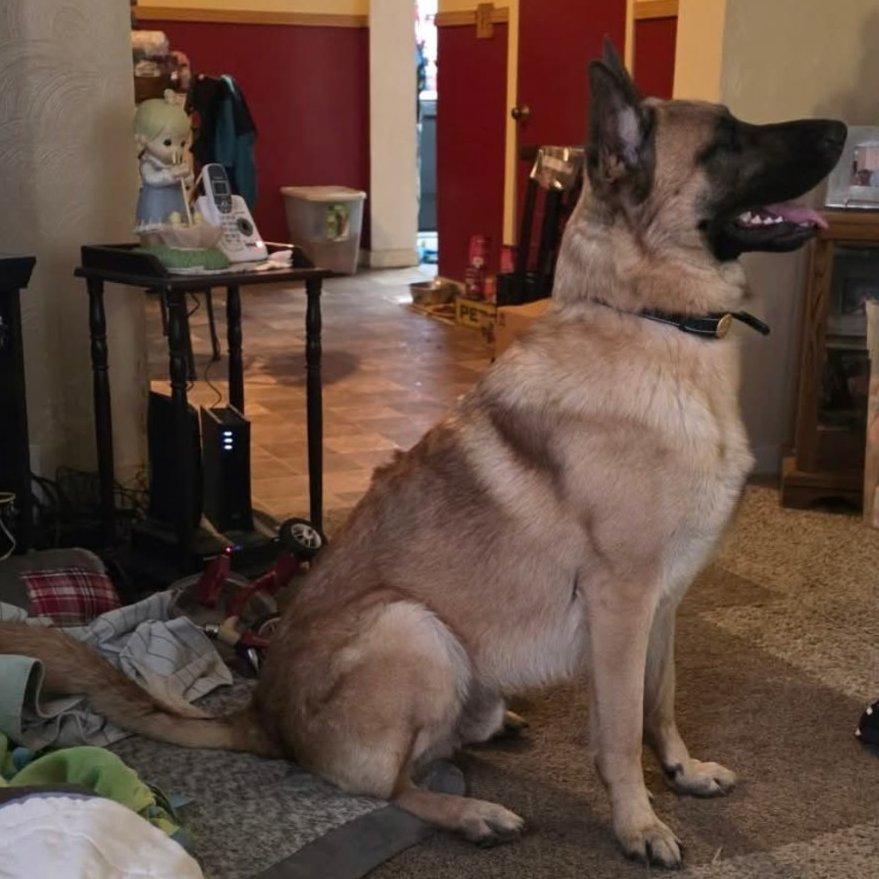 Shawn, ADOPTABLE, Adult Male German Shepherd Dog.