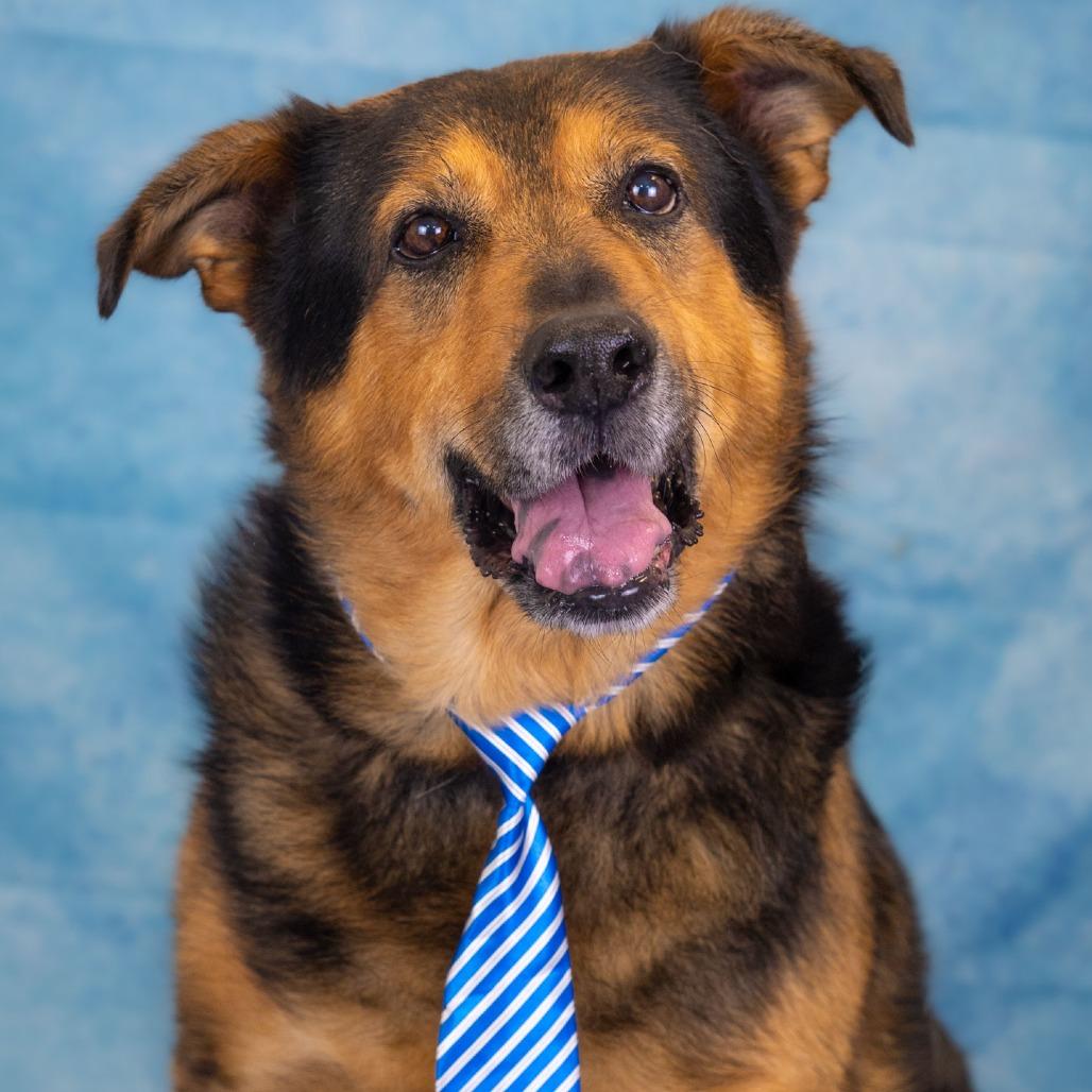 Enlarge George, a Adoptable mixed breed in Hawthorne, CA image 1/6