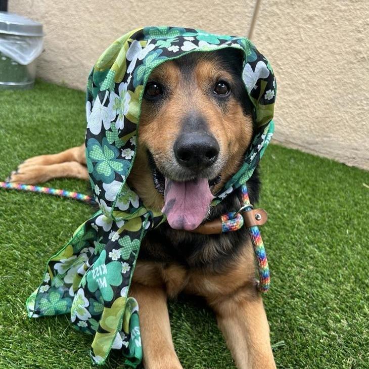 Enlarge George, a Adoptable mixed breed in Hawthorne, CA image 2/6