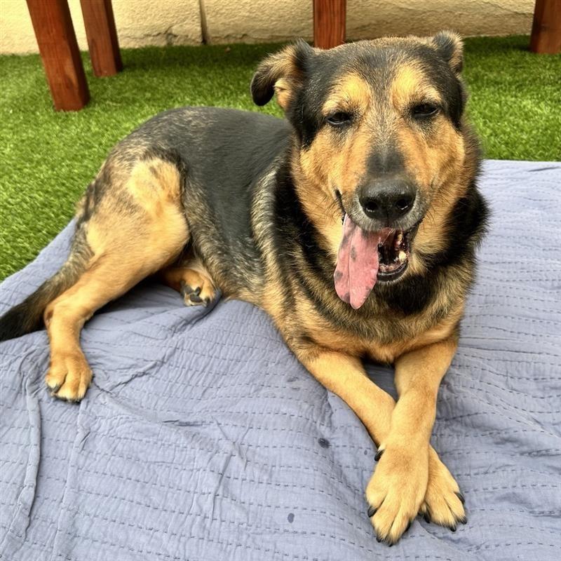 Enlarge George, a Adoptable mixed breed in Hawthorne, CA image 3/6