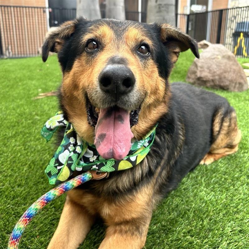 Enlarge George, a Adoptable mixed breed in Hawthorne, CA image 4/6