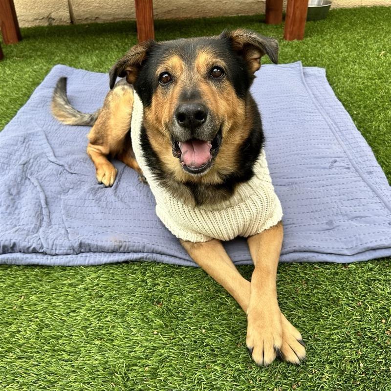 Enlarge George, a Adoptable mixed breed in Hawthorne, CA image 5/6