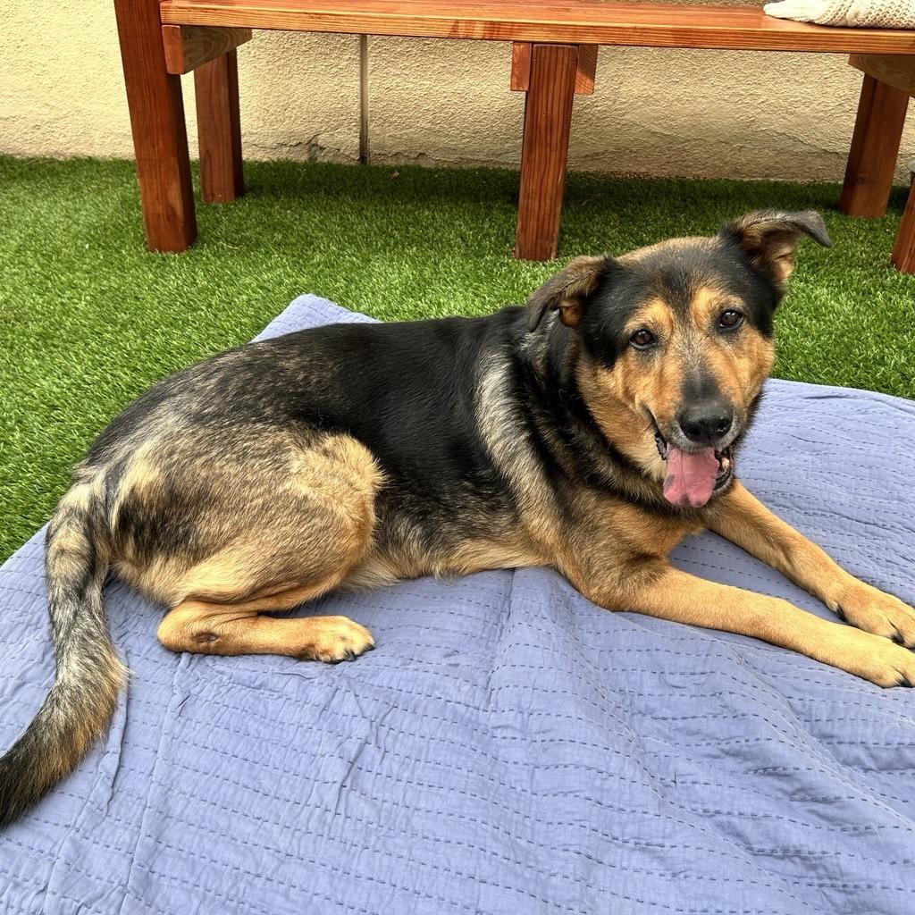 Enlarge George, a Adoptable mixed breed in Hawthorne, CA image 6/6