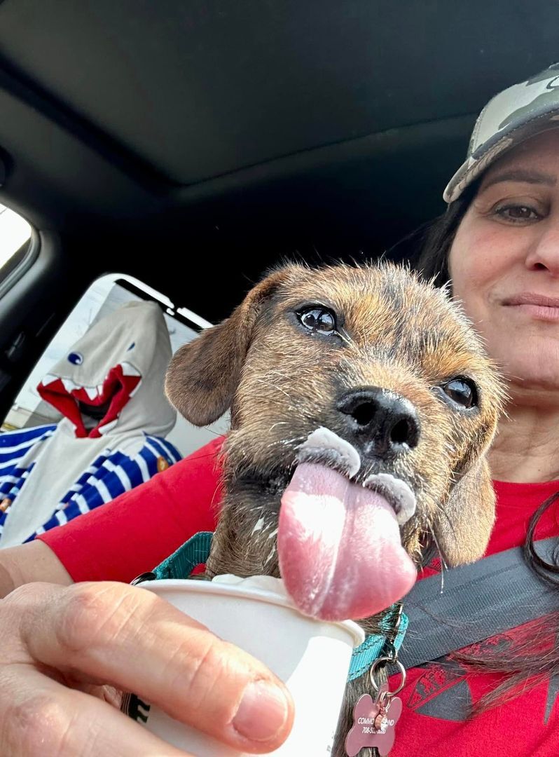 Coco Bean , a Adopted mixed breed in Elgin, IL image 1/10