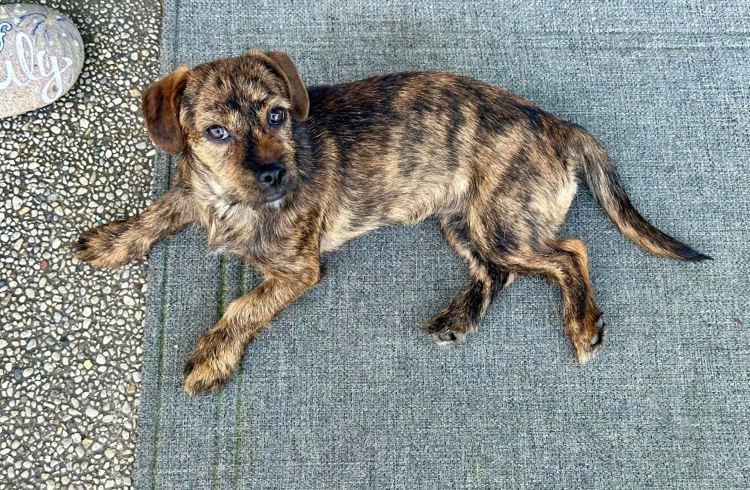 Coco Bean , a Adopted mixed breed in Elgin, IL image 2/10