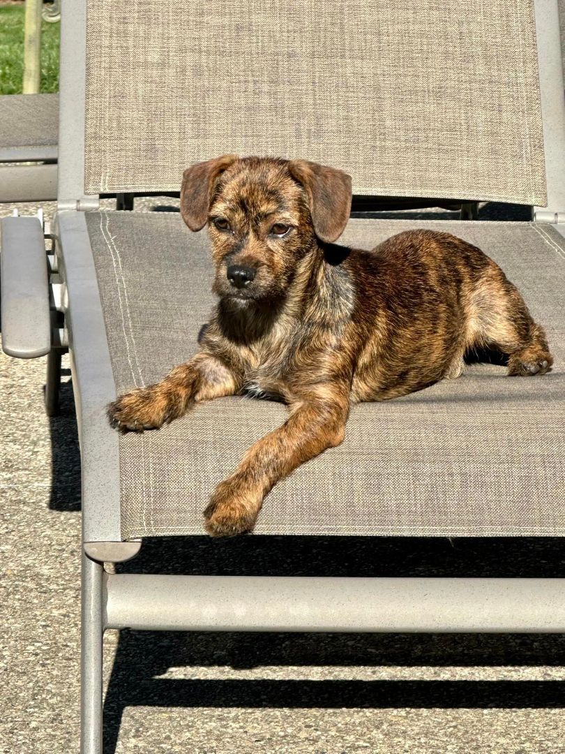 Coco Bean , a Adopted mixed breed in Elgin, IL image 3/10